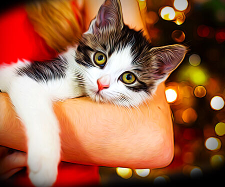 Kitten-Christmas.jpg