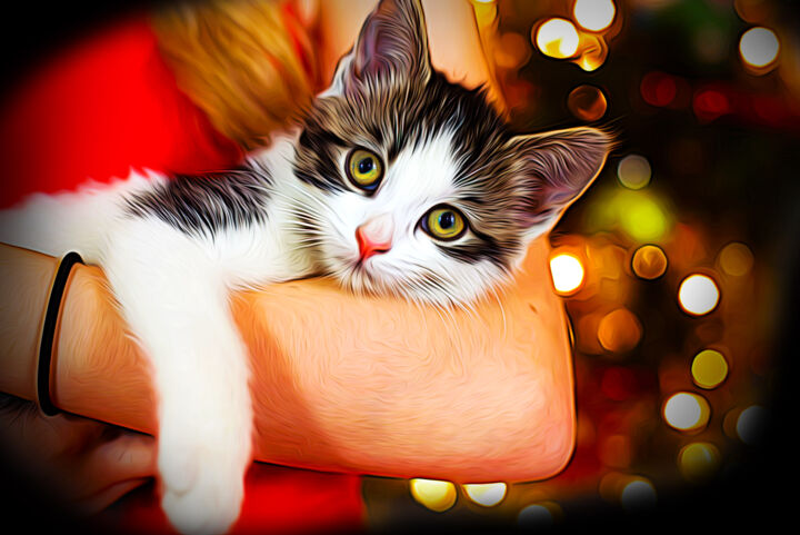 Kitten-Christmas.jpg