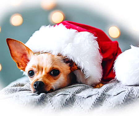 Doggy-Christmas.jpg